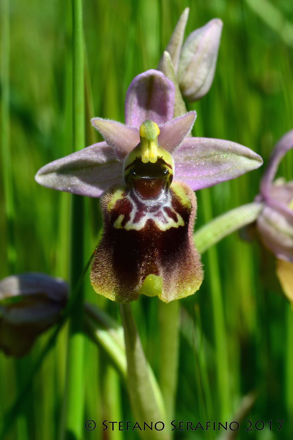 Ophrys parvimaculata x Ophrys tardans